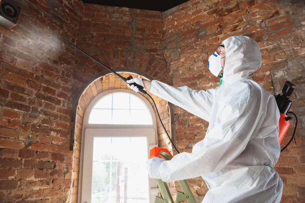 Mold Odor Removal Services in Baywood, NY