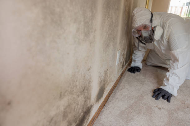 Best Mold Remediation for Rental Properties  in Baywood, NY